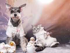 -瑞鹏宠物医院·骨科·猫科·内科(第一中心)
