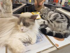 -共舞时光猫咖·狗咖(新街口店)