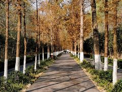 -合肥滨湖国家森林公园