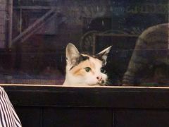 -長壹旋转烤吧 农家鸡火锅