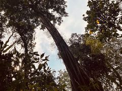 -西双版纳原始森林公园