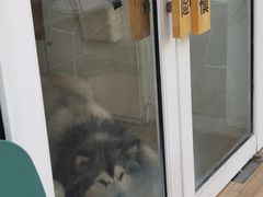 -李小姐の猫咖啡馆(五角场店)