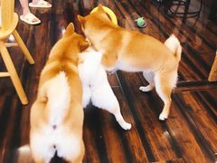 豆柴町撸狗入场券-豆柴町-柴犬主题狗咖(红鼎国际C座店)