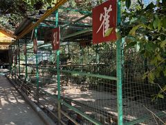 -瑞丽独树成林风景区