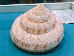 -青岛贝壳博物馆