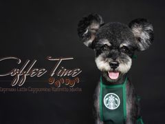 -读宠于你·约克夏比熊·睫角守宫·爬宠售卖(高新店)