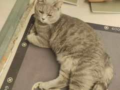 -猫岛主趣味餐厅(鼓浪屿店)