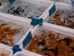 -清平路水族市场