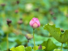 -莲花池公园
