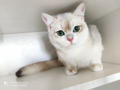 -东方名猫馆·英短金渐层布偶猫舍(环线广场1号楼店)