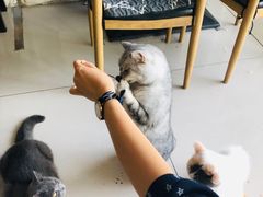 -平行世界·猫咖(首经贸店)