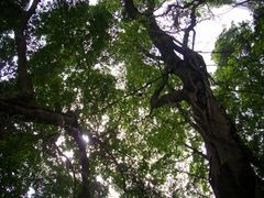 -香港佐治五世纪念公园