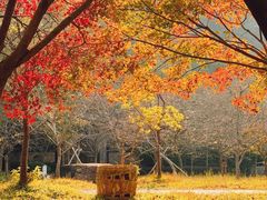 -田野绿世界