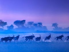 -罗红摄影艺术馆