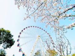 -顾村公园
