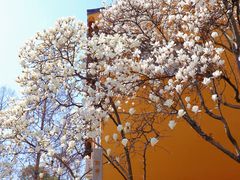 -龙华寺
