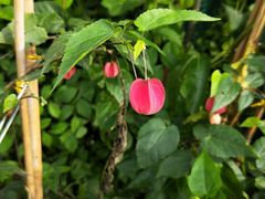 -桂林市花鸟市场