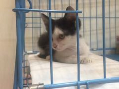 -猫的天空之城概念书店(杭州南宋御街店)