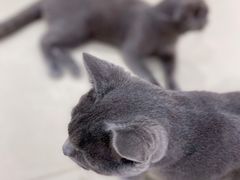 -藏猫猫咖啡主题馆(中央大道店)