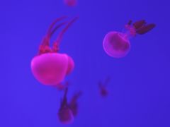 -芜湖新华联大白鲸海洋公园