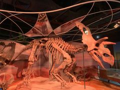 -正佳自然科学博物馆