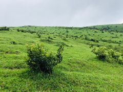 -大姆山草场