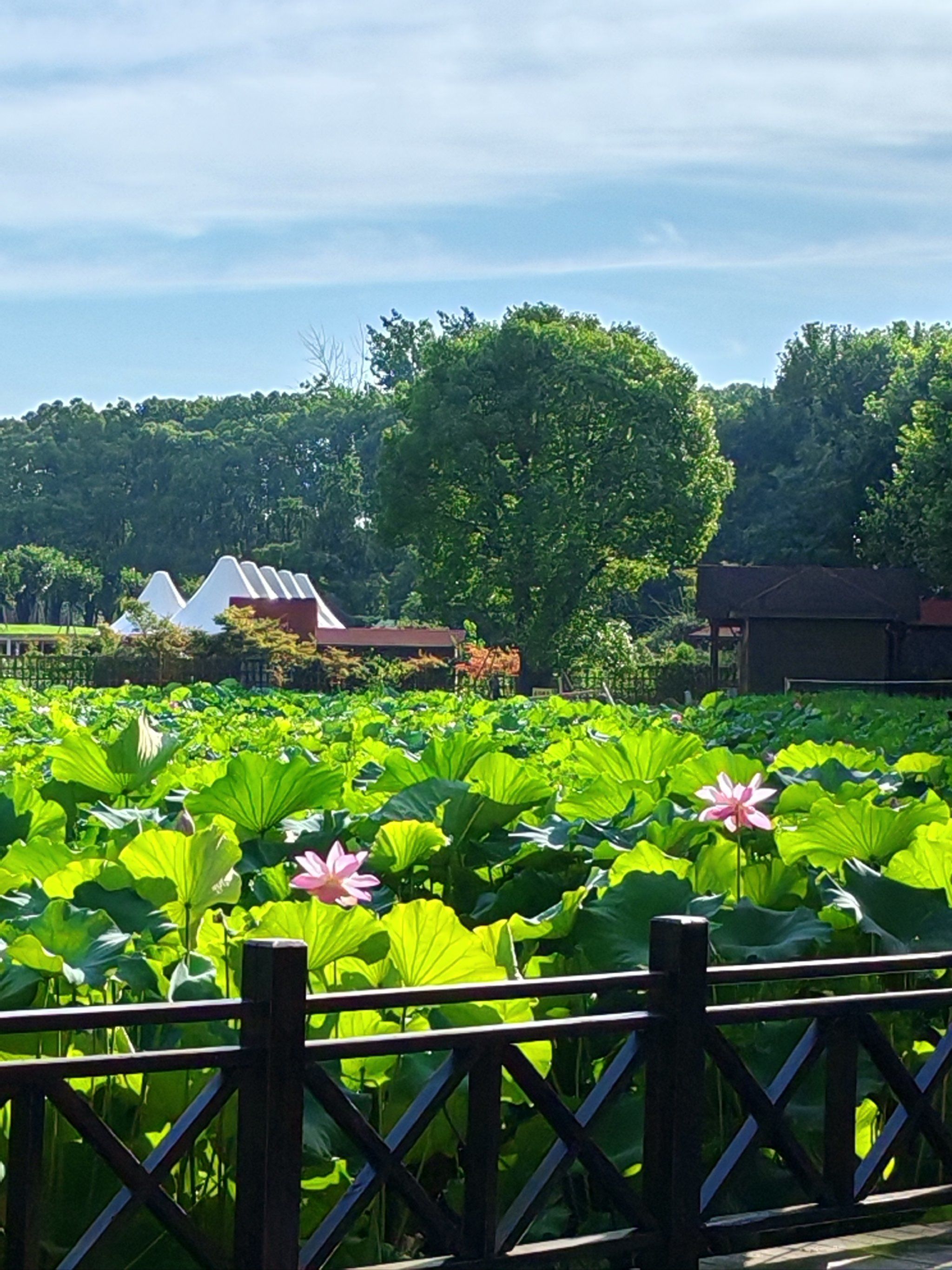 n为了让游客有更好的观赏体验和保证游客的安全,世纪公园的荷花池