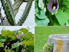 -中国科学院华南植物园