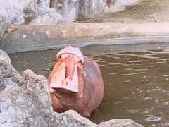 -清迈夜间动物园