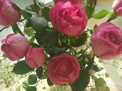 -三圣花乡旅游区