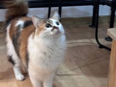 -是阿柴呀！柴犬咖啡·爱喵喵猫咖