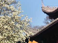 -灵谷景区