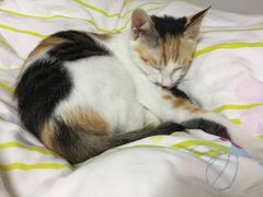 -联合动物医院(光谷诊疗中心)