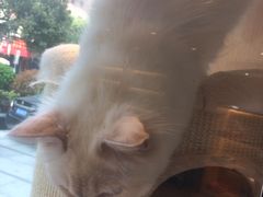 -Pets First伊珊娜洗护·精致美容·家庭式寄养(新会路店)