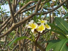 -海南清水湾莱佛士酒店