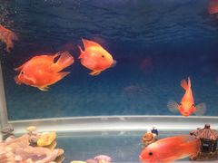 -合肥市裕丰花鸟虫鱼市场-F区