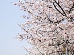 -高东镇樱花园