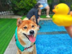 -汪说喵讲宠物乐园宠物酒店(红星美凯龙店)