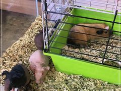 -酷以爬仙阁实体爬宠店·守宫·蜥蜴·专业繁育