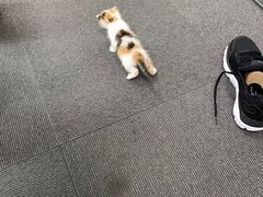 -爱侣宠医·鹦鹉专科·小型哺乳类·异宠专科(灵石路店)