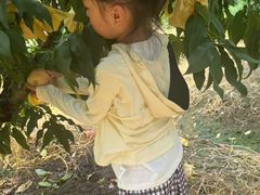 -老袁家蜜桃农场·阳山水蜜桃