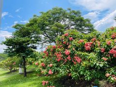 -中国科学院西双版纳热带植物园
