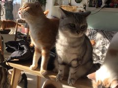 -平行世界·猫咖(首经贸店)