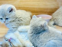 -猫十亿·布偶金渐层·曼基康矮脚猫舍(青年路店)