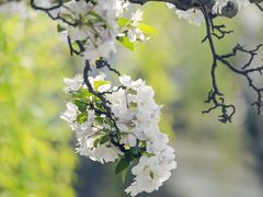 -海棠花溪(元大都城垣遗址公园)
