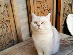 -喵屿·大理花园猫咖