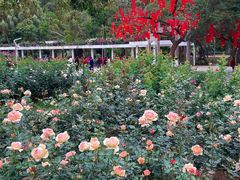 -人民公园(罗湖区)