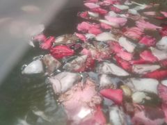 -嘉和K6温泉微度假