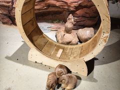 -正佳雨林生态植物园