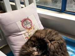 -Anne猫窝咖啡屋